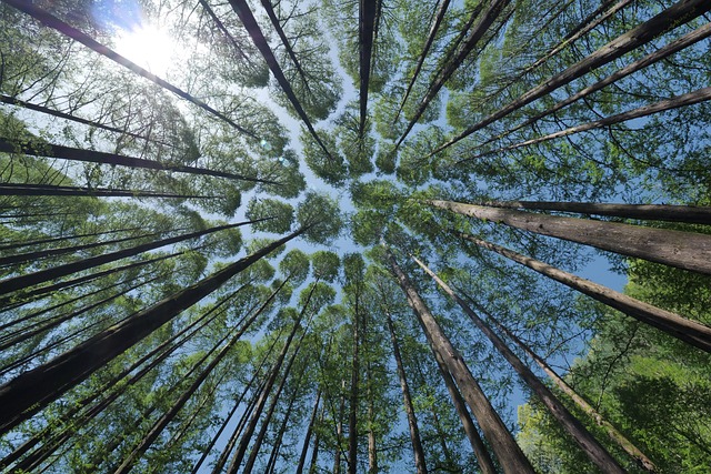 Des arbres immenses vus d'en bas.